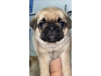 pugalier for sale gumtree
